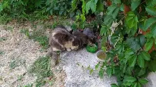 Выбросили маленьких котят 😿😥