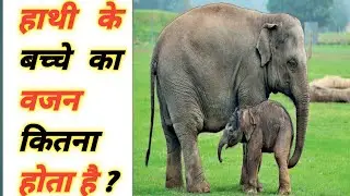 #हाथी के बच्चे का वजन कितना होता है.# #Sort Video.# #J STUDIO.#