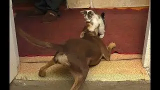 Котенок и собака доигрались, уронили стул, в шоке были оба. Хорошая дружба котенка и собаки.