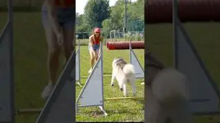 Il mio CANE fa AGILITY DOG per la PRIMA VOLTA😰🐶🫣 