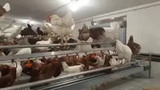 Altgebäudenutzung - Hennenhaltung