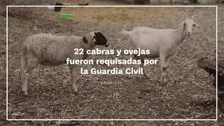 22 cabras y ovejas incautadas llegan a su nuevo hogar en HOOPE