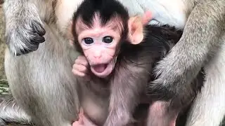 Reallife Newbor Baby Monkey / Baby Monkey Asking Mom Milk