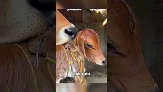Фермер спас телёнка ГЕНИАЛЬНОЙ ХИТРОСТЬЮ🤓🔥🙌