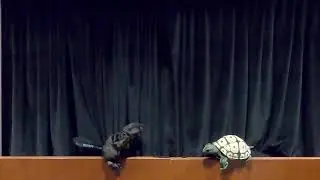 Puppet show based on the book Time To Sleep