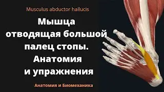 Мышца отводящая большой палец стопы. Musculus Abductor Hallucis. Анатомия и упражнения.