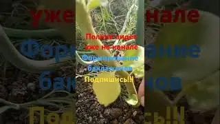 Формирование баклажанов #дача #огород