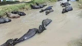 Amazing Buffaloes Bathing & Swimming in River 🐃💦 Beautiful Village Life in Pakistan