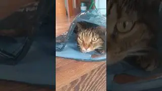 пакетовый кот