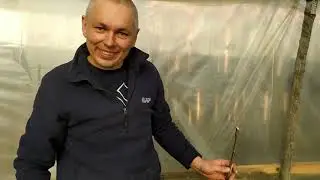 весенняя окулировка открытым глазком персика и черешни