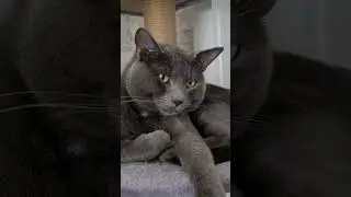 #котики #котикиправятмиром #кот #cat #catlover #cats #catshorts #catvideos #котик #котяра #котята