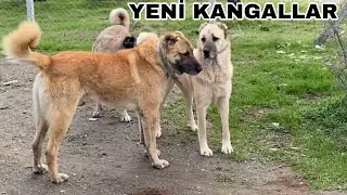 KANGAL SARI ve KANGAL DUMAN GELDİ | ÇİFTLİK İŞLERİ | AFGAN ABDULLAH