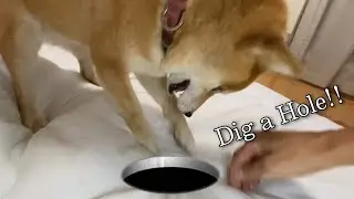 Hooman tried to Dig a Hole WITH Shiba inu