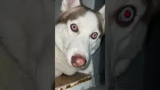 Милота 🤣 #хаски #собака #милота #siberian #2024