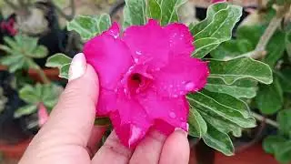 ROSA DO DESERTO PLOC 02 + MUITA CHUVA POR AQUI 🥰🎉🥳