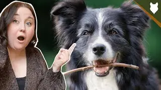 ARE BORDER COLLIE'S PLAYFUL?