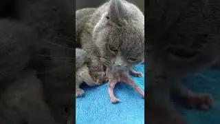 КАК КОШКА ХОТЕЛА ПЕРЕНЕСТИ КОТЯТ в УБЕЖИЩЕ! 