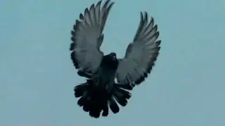 Николаевские торцовые голуби Красноармейска (Nikolaevskie pigeons, Orliks, الحمام , gołębie)