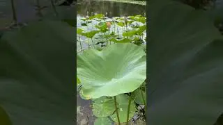 Русь - Матушка💕