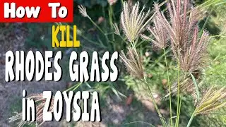How to Kill Rhodes Grass in Zoysia