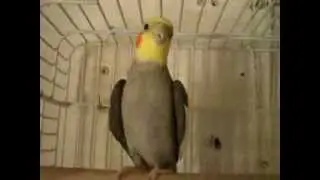 mi ninfa silvando