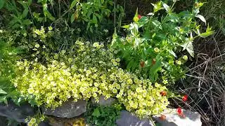 Honeysuckle to Helianthemum flowers