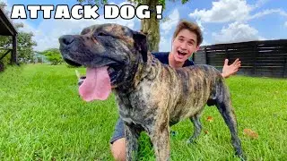 PICKING OUT MASSIVE 150LB ATTACK DOG FOR MY ZOO ! WILL HE BITE ?!