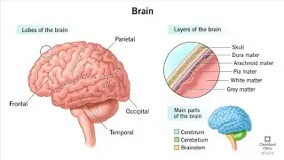 Neurophysiology -1