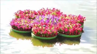 Цветы плывущие по волнам реки Лопань  / The flowers floating on river Lopan waves