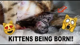 WATCH KITTENS BEING BORN!