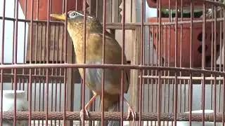 Họa mi Tuyệt phẩm rừng xanh