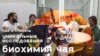 Биохимия Чая. Уникальные исследования. Чай и плесень.  МГУПП