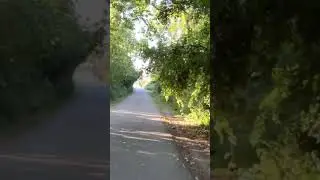 Many Things to See- beautiful trail- low flying bird