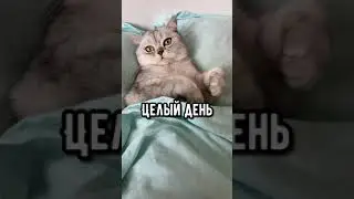 Смешные коты - Майя 
