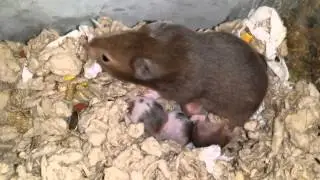 Baby hams day 12: solid foods!