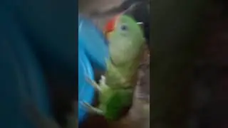 slay ! parrot video #parrot #birds #cute #shortsfeed #shorts