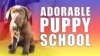 Adorable Puppy School Fun!