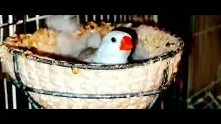 my video