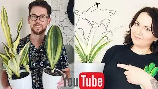 A huge collection of sansevierias from my friend Anna. Rare varieties from around the world.