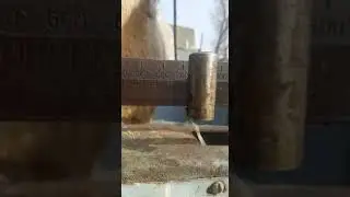 Шарпей 200кг