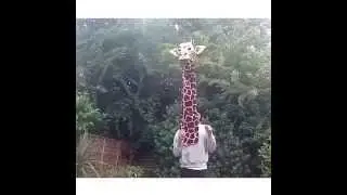 Этот жираф сделал мой день ))