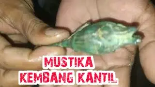 Pembersihan Rumah dari pengaruh Jin atau Setan Pengganggu