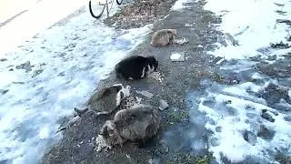 Пережили зиму.