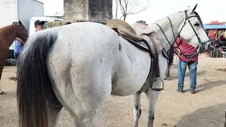 FEIRA DE CAVALOS EM CARUARU-PE  27-08-2024 #nordeste