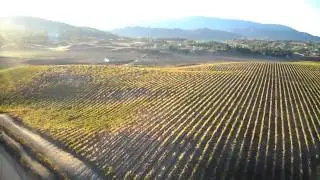Buzzing the Vineyards, Hot Air Ballooning over Temecula, CA.