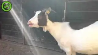 La cabra que habla a por lo menos ya casi lo logra