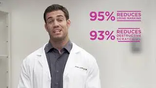 How Comfort Zone Diffuser Works Lower Cat Anxiety & Stress  #viral #video #foryourpage