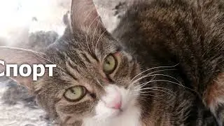 котики