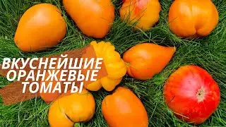 Awesome golden tomatoes. The best orange tomatoes in my collection.