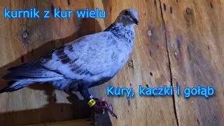 Krótki film o gołębiu z lotu